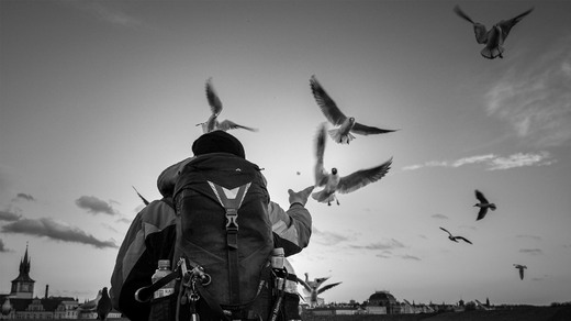 Charles Bridge Pidgeons